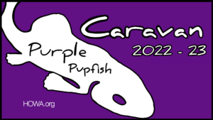 Purple Pupfish